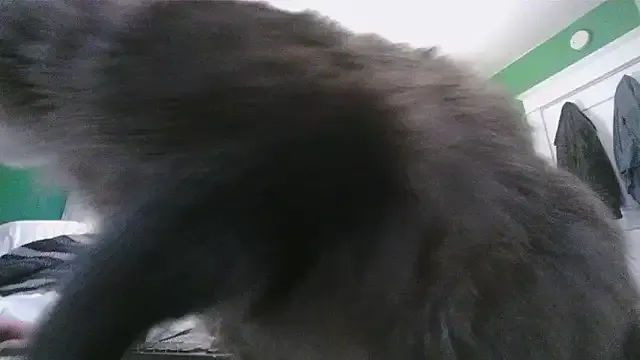 Freechat SadCatDaddy on StripChat