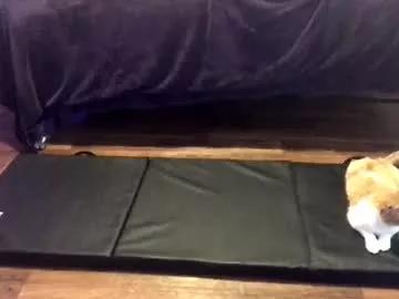 420crazystoner from Chaturbate is Freechat