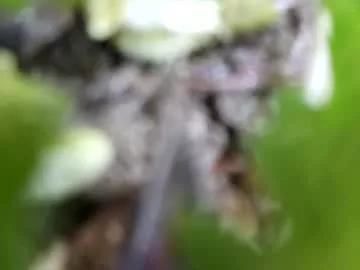69leonar69 from Chaturbate is Freechat
