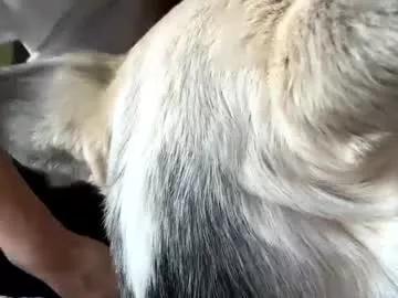 hellokitten123 from Chaturbate