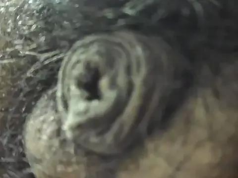 indiboy009 from StripChat