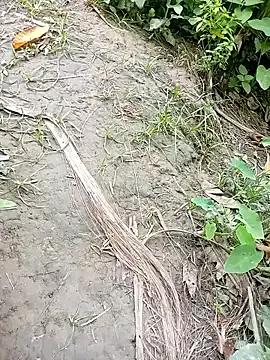 Sexy-nandani-baby from StripChat is Freechat