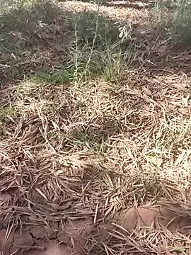 sonotutto from StripChat